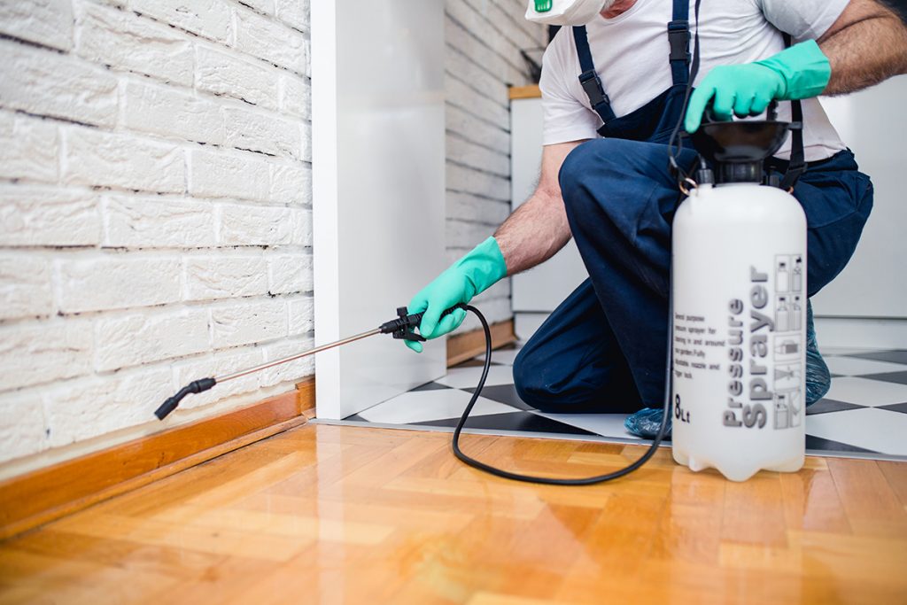 Getting Rid of Rats with Pest Control Services in Chesapeake
